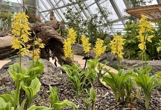 Visit Sejong National Arboretum to see Calanthe discolor