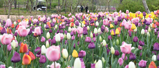 [K-Geography] Tulips in full bloom