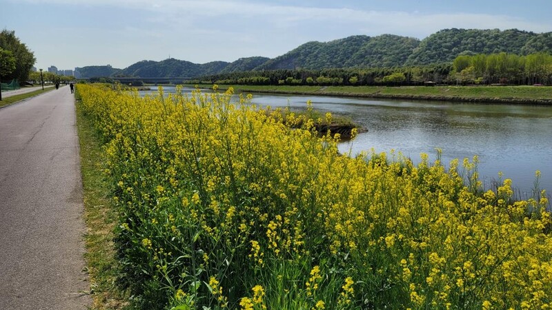울산 태화강 '야생 갓꽃 맞이 행사' 15∼17일 개최