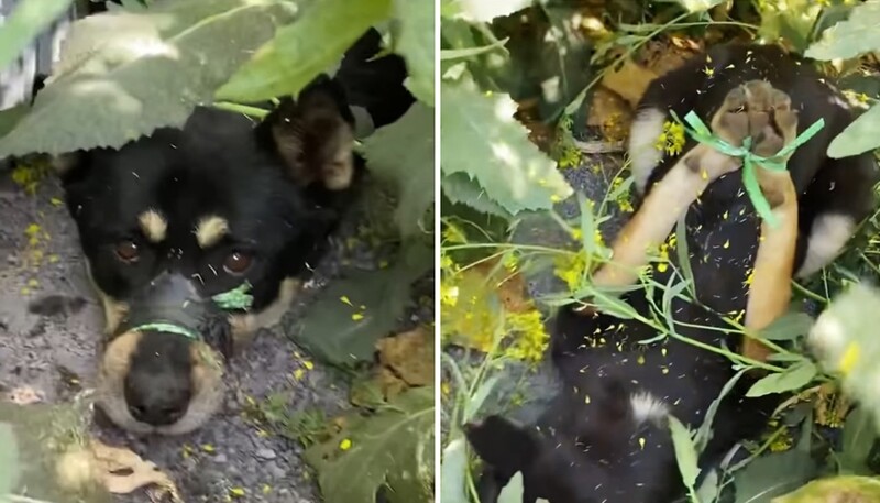 제주서 입과 발 노끈으로 묶인 유기견 발견…경찰 수사