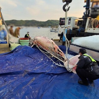 Dead Minke Whale found near sea in Gyeongju