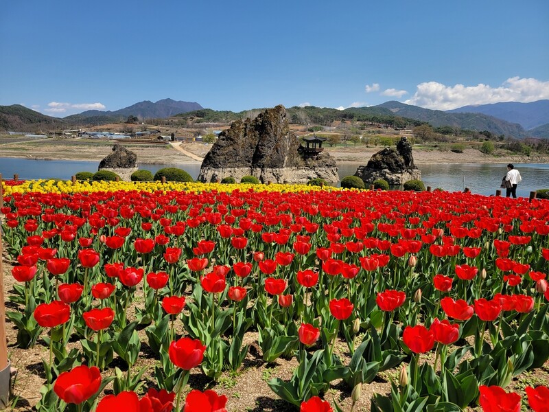 [픽! 단양] 도담삼봉에 튤립 1만 송이 '활짝'