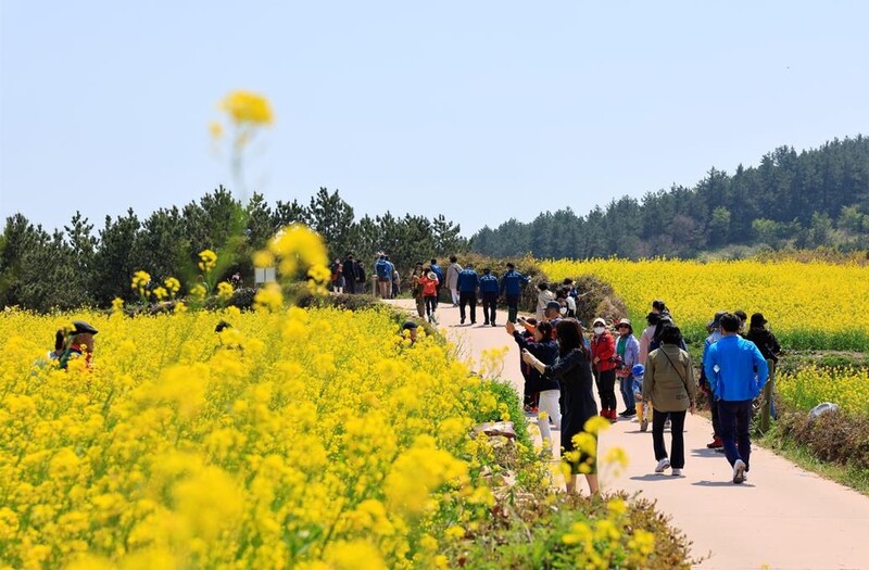 완도 청산도의 봄 정취 만끽…주말 6천500명 방문