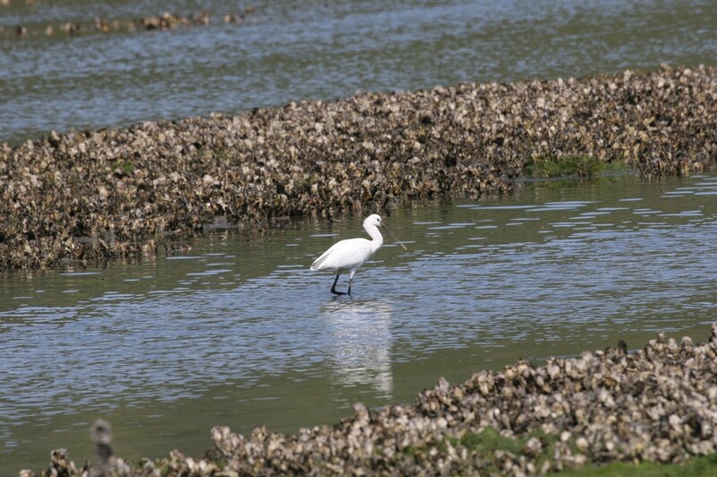 마산만 덕동갯벌서 멸종위기종 노랑부리저어새 첫 확인