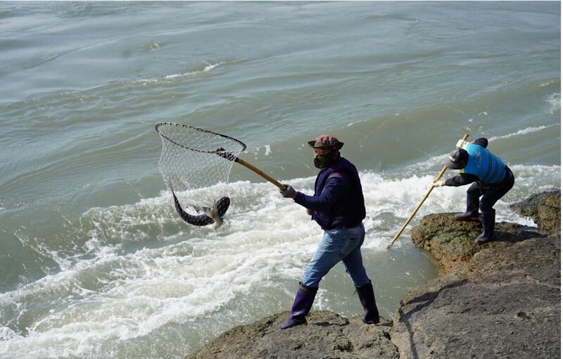 "거센 물살을 뚫고 숭어가 돌아왔다"…울돌목 뜰채 숭어잡이