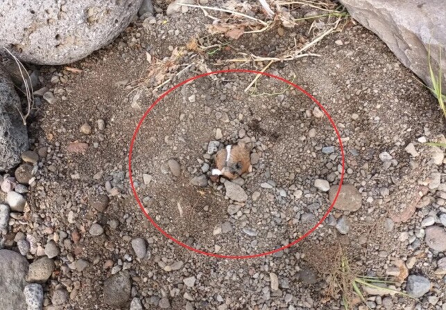 산 채로 땅에 묻고, 노끈·테이프로 칭칭…반려견 학대 심각