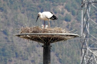 Stork nests and breeds successfully at Daesul-myeon, Yesan county in 80 years