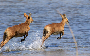 [K-Geography] Water deers running on water