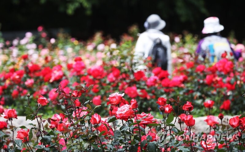 울산대공원 장미축제 5월 25일 개막…3년 만에 재개