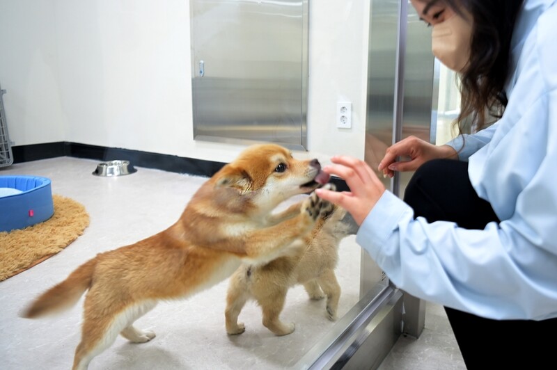 "반려동물 입양하세요" 논산시 동물보호센터 문 활짝
