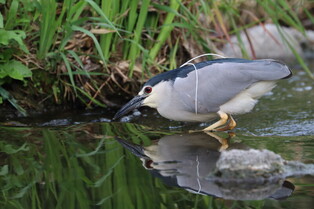 [K-Geography] Striated heron searching for prey
