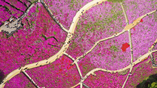 [K-Geography] Royal azaleas in full bloom