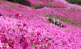 [K-Geography] Royal Azalea park in Gunpo