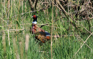 [K-Geography] Male pheasant searching for mate