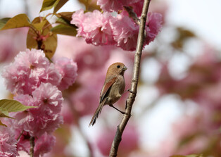 [K-Geography] Parrotbill resting in double flowering cherry blossoms tree