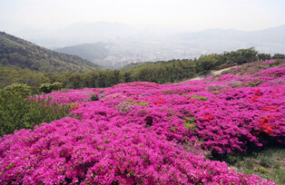 [K-Geography] Royal azaleas in full bloom
