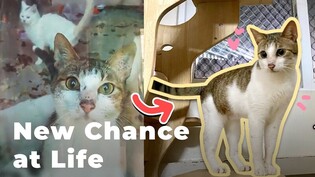 The second chance in life of rescued cats