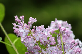 [K-Geography] Raindrops on Lilac