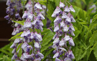 [K-Geography] Raindrops on Wisteria