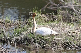 Whooper swan that stayed alone in Gyeongpocheon dies