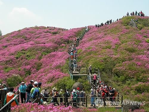 '지리산 바래봉철쭉' 내달 10~15일 절정 예상…현재 20% 개화