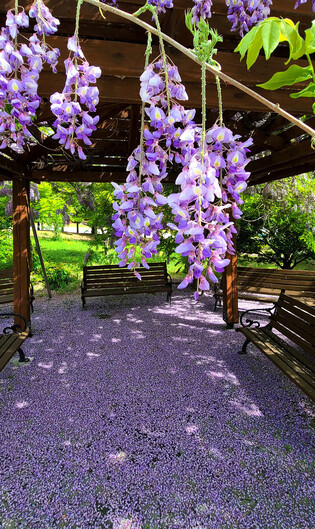 [K-Geography] Purple carpet made by spring