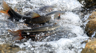 [K-Geography] Daces return to river