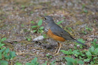 [K-Geography] Grey-backed thrush in forest