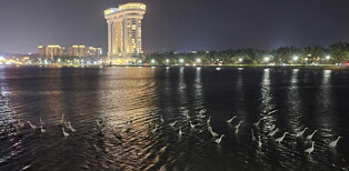 [K-Geography] Herons on night hunt