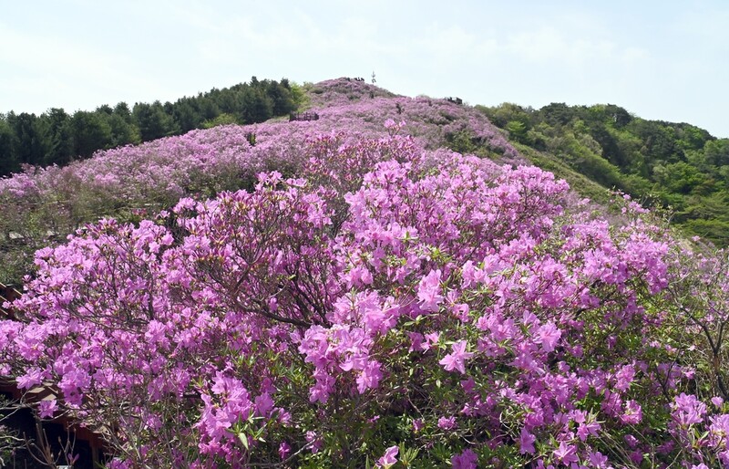 [픽! 남원] '2ｍ 높이 철쭉 터널' 남원 봉화산 철쭉 절정