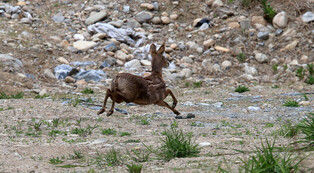 [K-Geography] Water deer running away