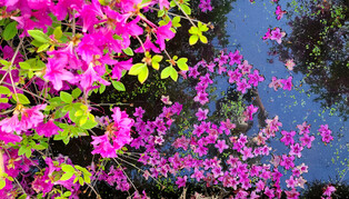 [K-Geography] Watercolor painting produced by petals