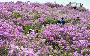 [K-Geography] Royal azaleas in full bloom