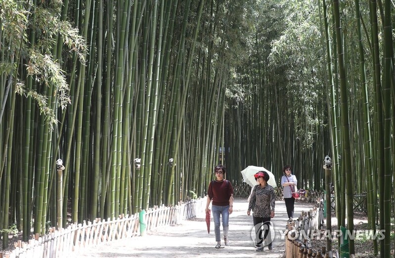 '울산 태화강 국가정원 대숲 훼손 감시한다'…봉사단 운영