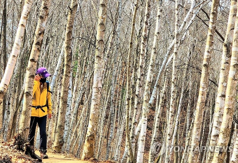 자작나무숲에 다문화 체험까지…섬강매향골 문화공원 '착착'