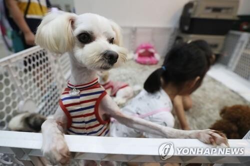 대구시, 유기견 입양하면 펫보험 1년간 무료 지원