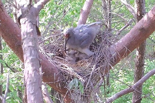 창녕 야생 따오기 자연부화 또 성공…새끼 4마리 태어나