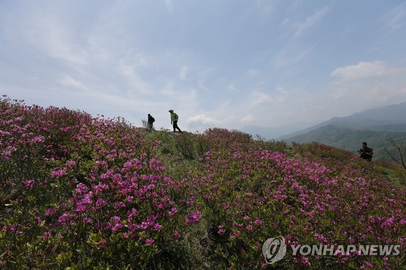 '국내 최고의 철쭉' 지리산 바래봉철쭉제 내달 22일까지