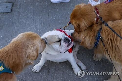 '나쁜 개는 없다'…반려견 품종과 고유 성격 관련성 낮아