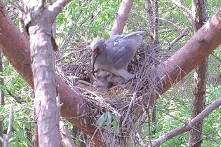 Changnyeong wild crested ibis welcomes 4 new chicks