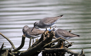 [K-Geography] Grey-tailed tattlers