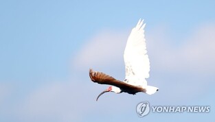 Changnyeong county to release 40 Crested Ibis