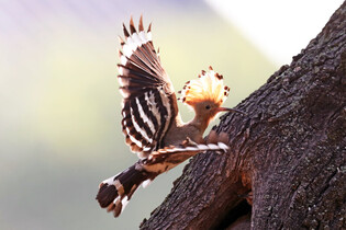 [K-Geography] Hoopoe raising chicks
