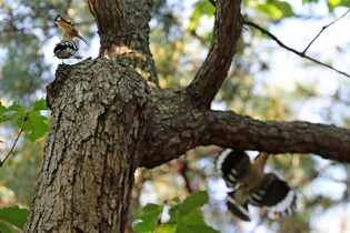 [K-Geography] Hoopoe couple raising chicks