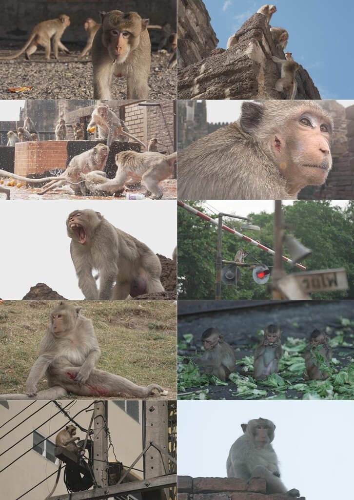 [방송소식] 'SBS 스페셜' 멍키시티 편 14일 방송