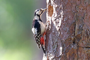 [K-Geography] Great spotted woodpecker raising chicks