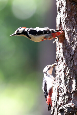 [K-Geography] Great spotted woodpecker couple raising chicks