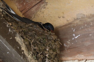 [K-Geography] Swallow building nest