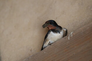 [K-Geography] Swallow building nest