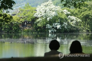 Snow-like fringe flowers bloom in Wiyangji pond